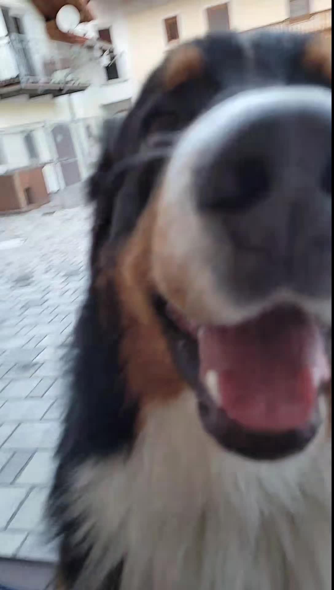 @berner.bruno