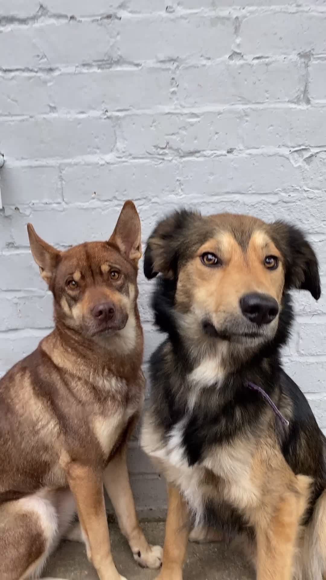 @Bunnies🐰 & Bitches🐕