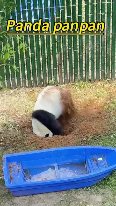 @Many pandas