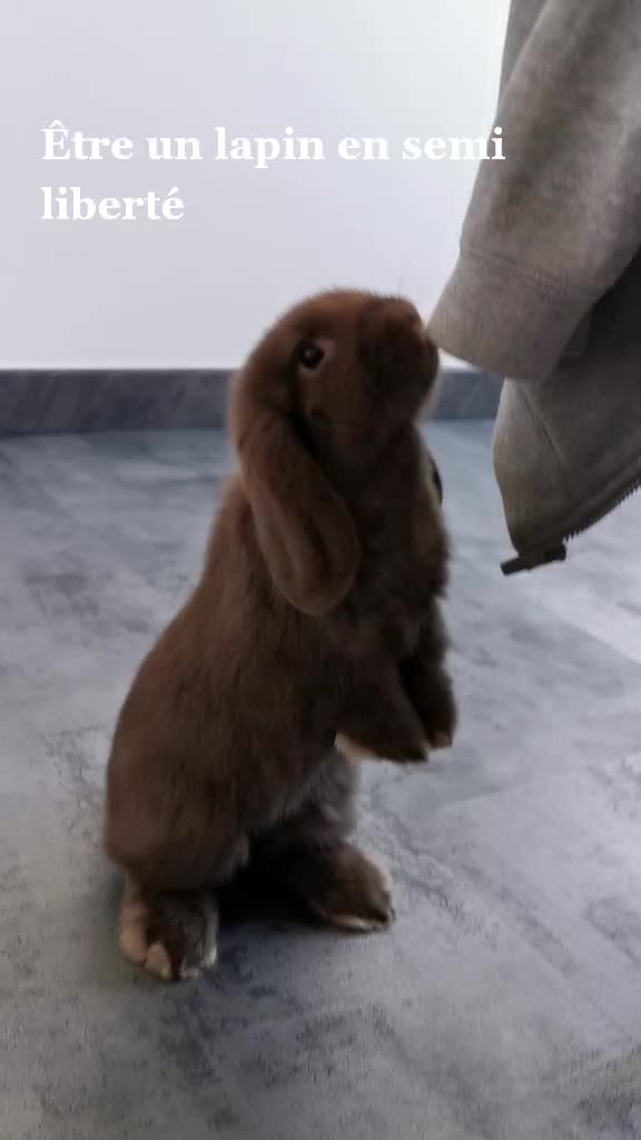 @Odin_le_lapin