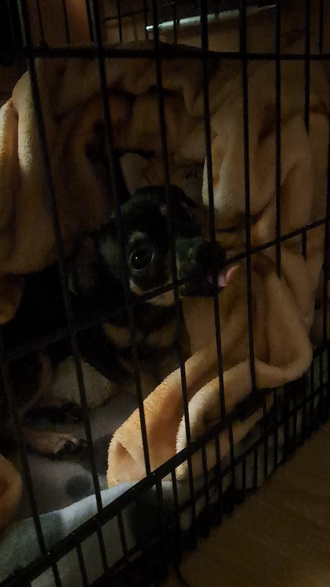 @pepper // pawggersgoth