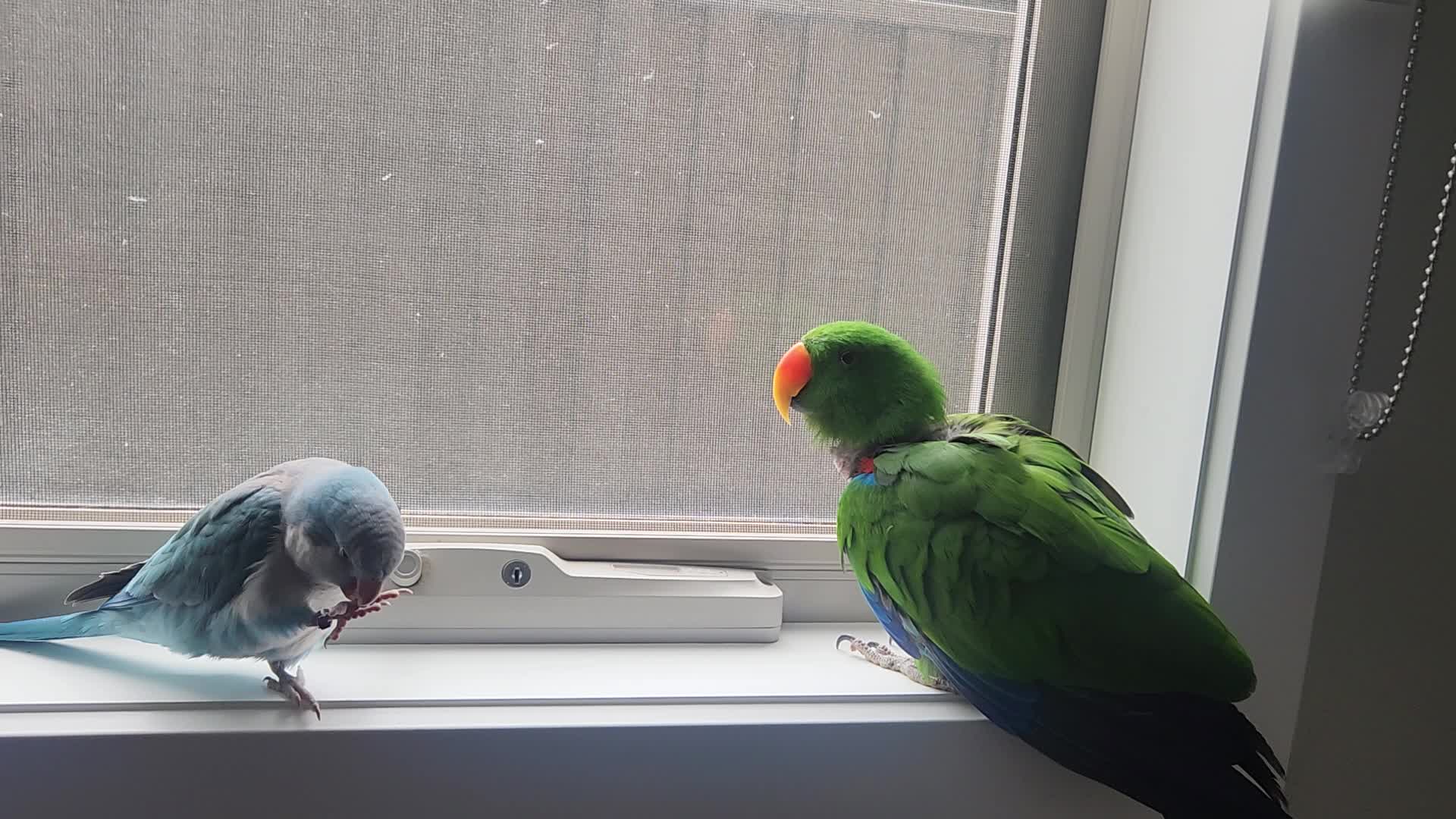 @Funnyparrotboys