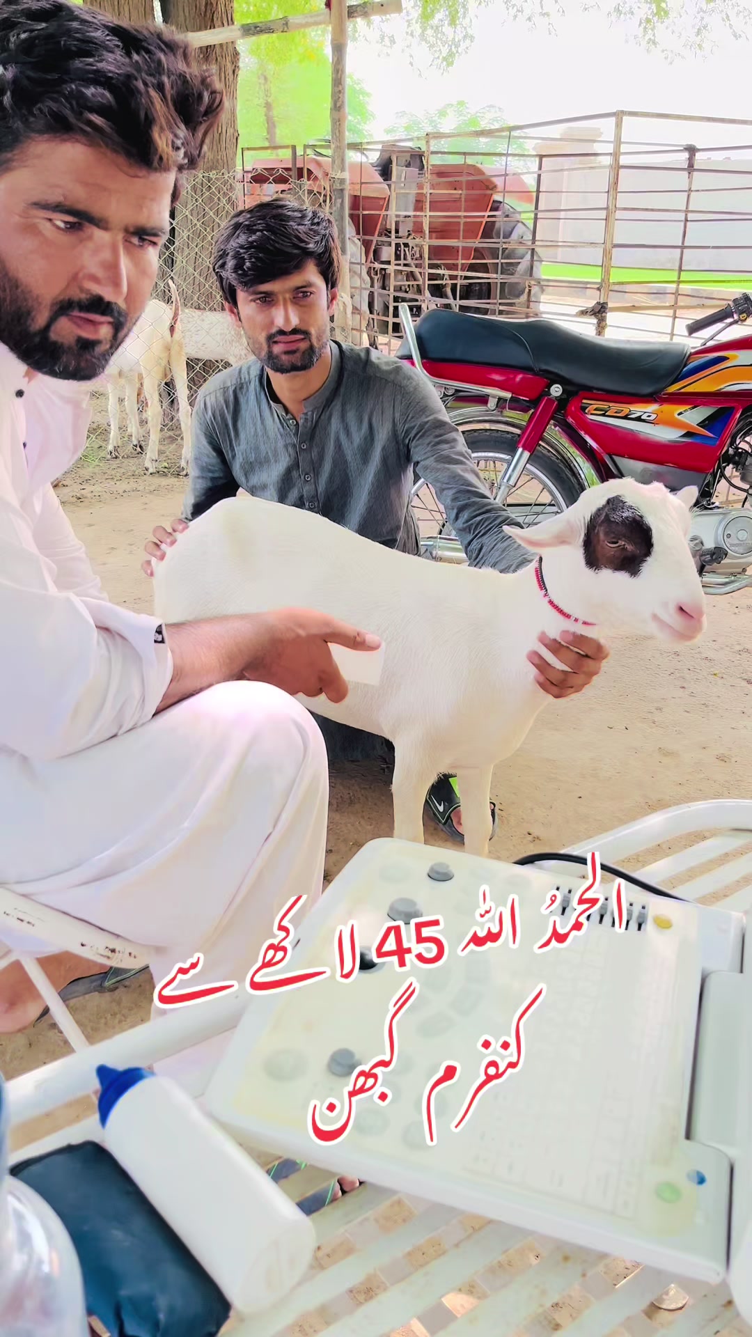 @Ayyan goat