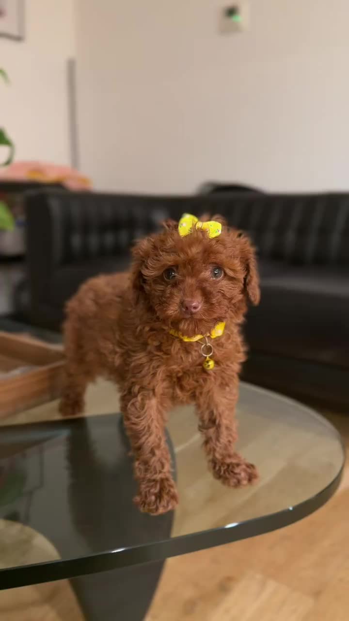 @homeraisedtinypoodles