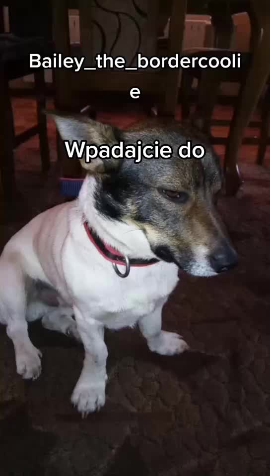 @❣️Reksio❣️
