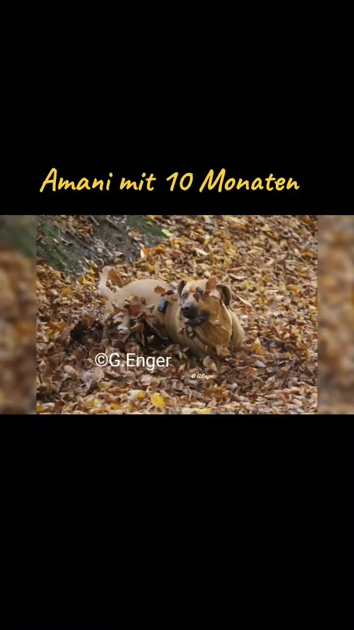 @amani.the.ridgeback