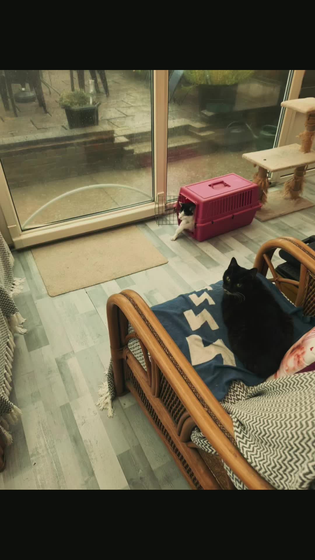 @crazycatladyxfour