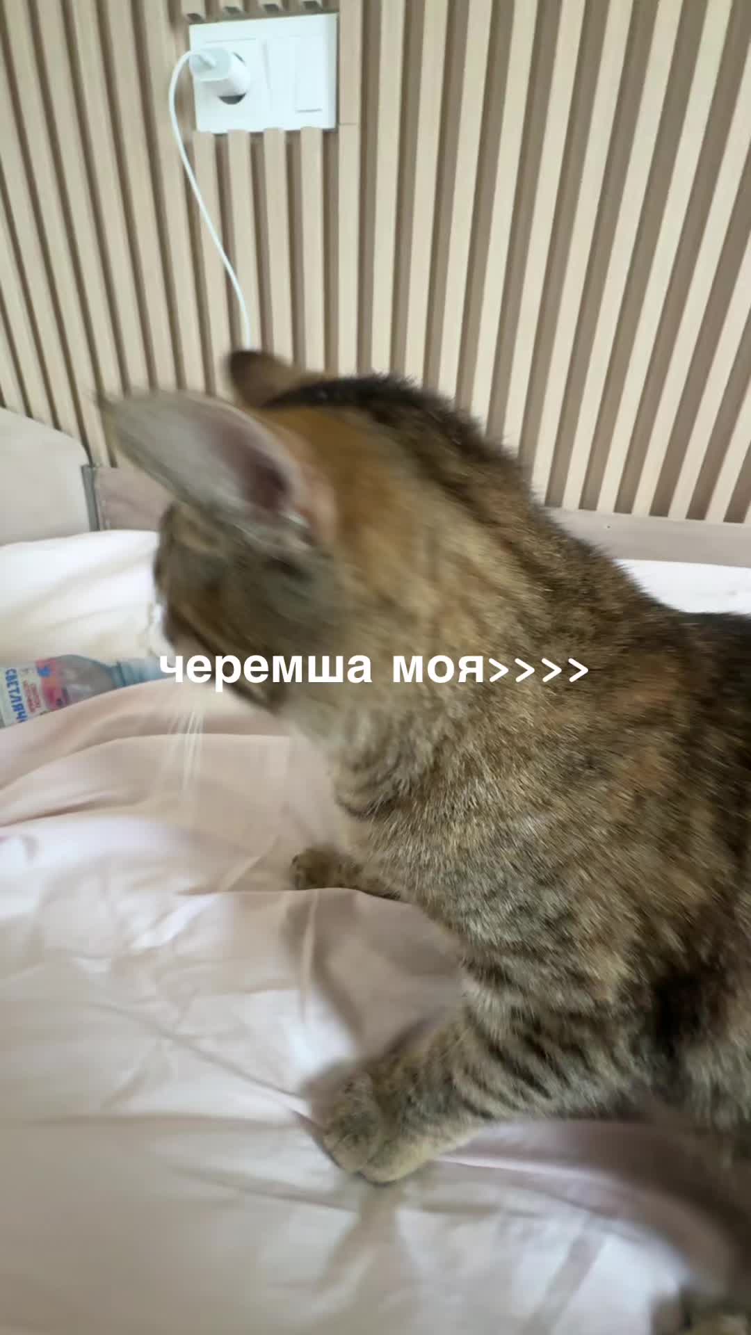 @Leyasamm🦇