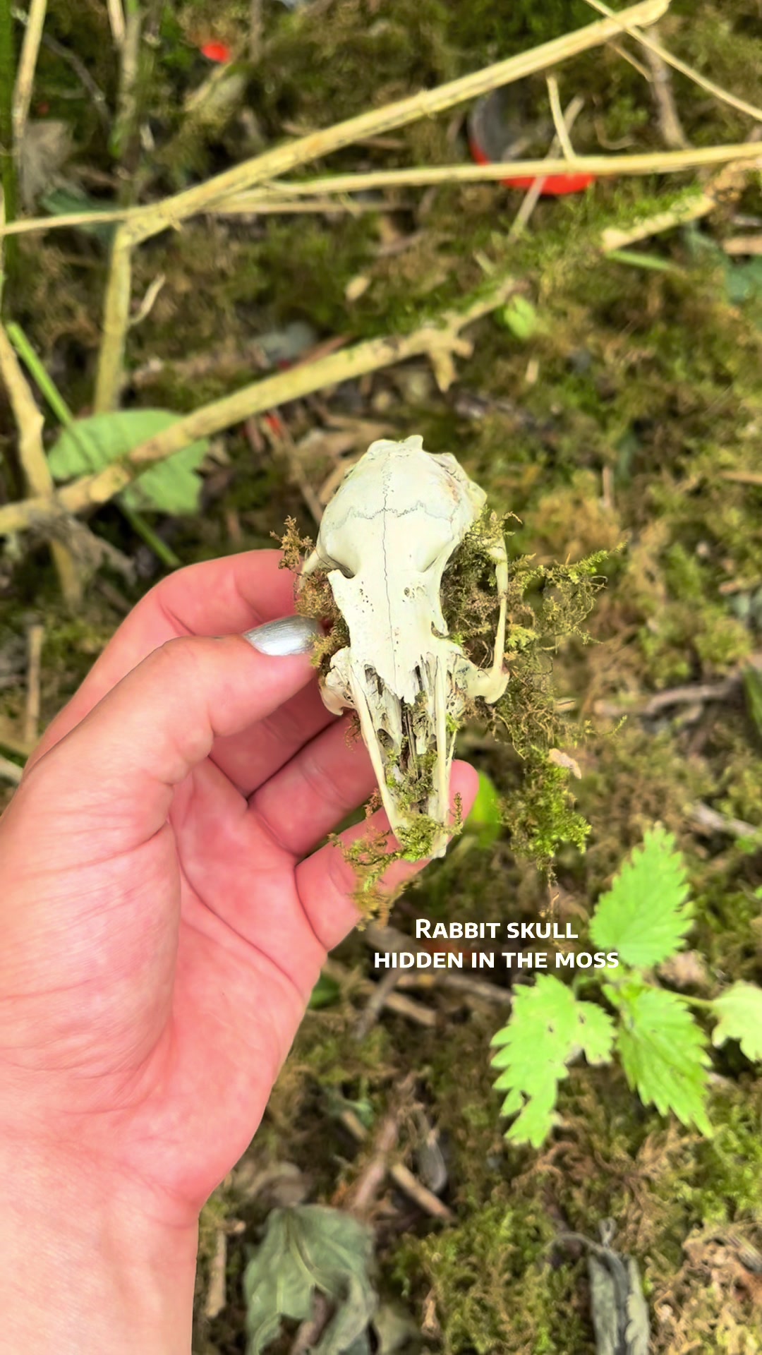 @dawnedskull