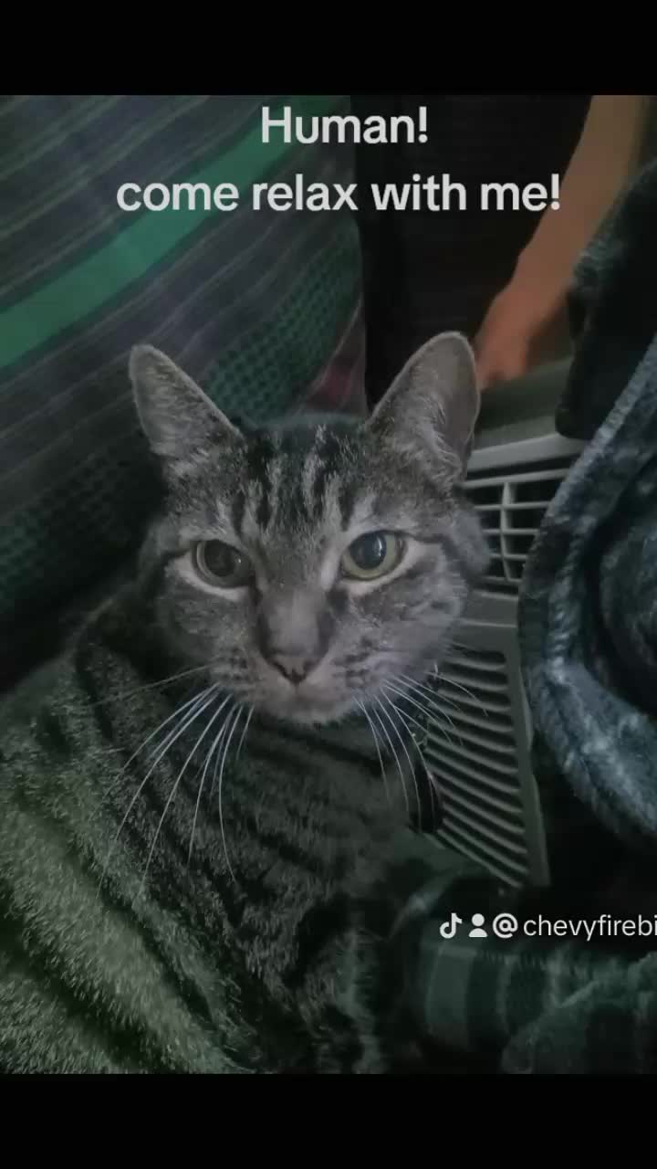 @Relaxcat_Tigerjames