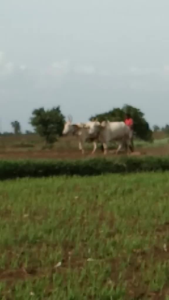 @Raju Salunkhi