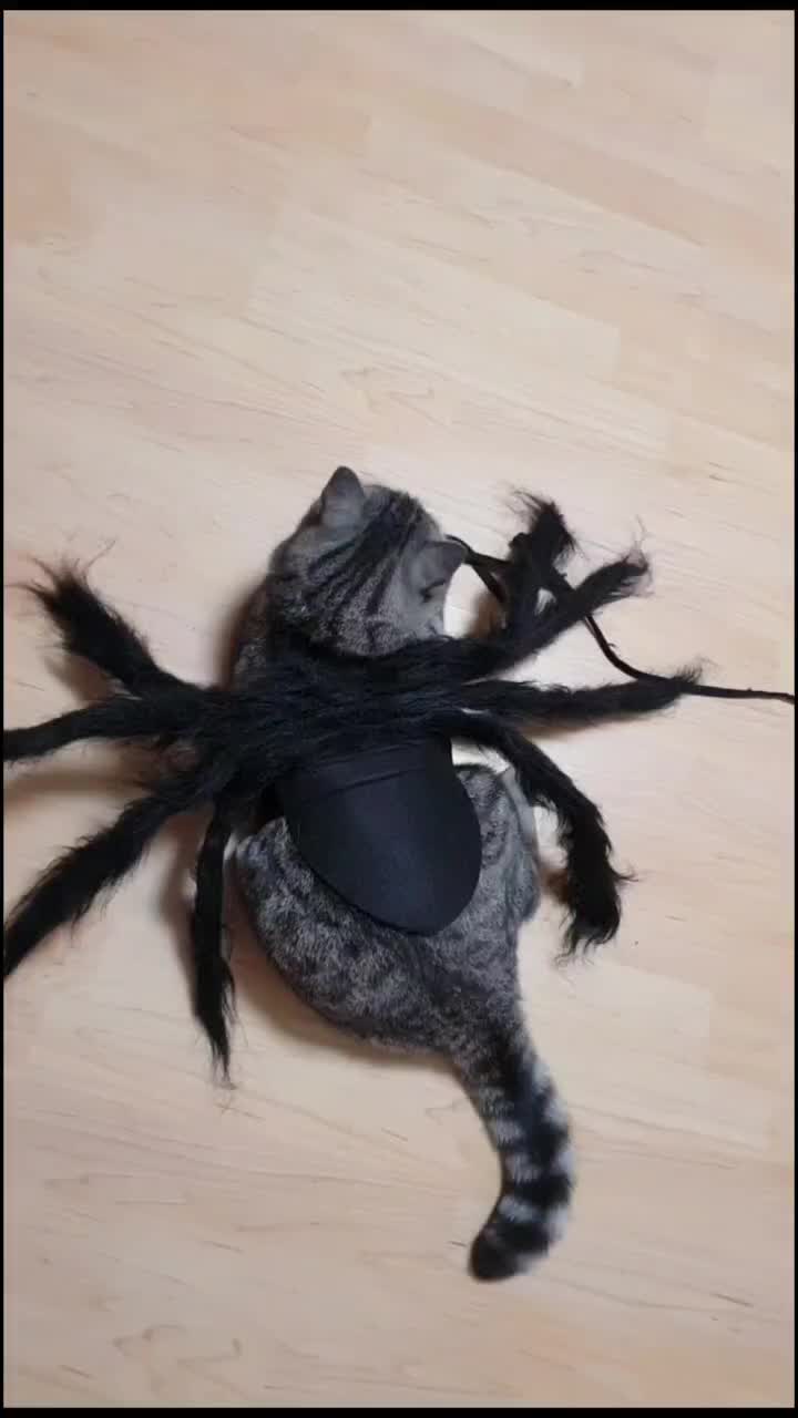 @the coconutkitty