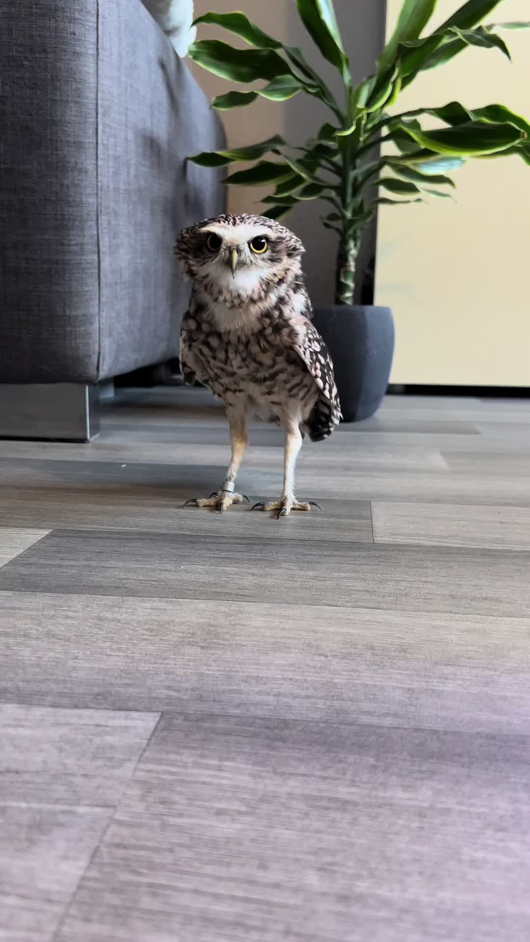 @Kreischhuhn Karma 🦉