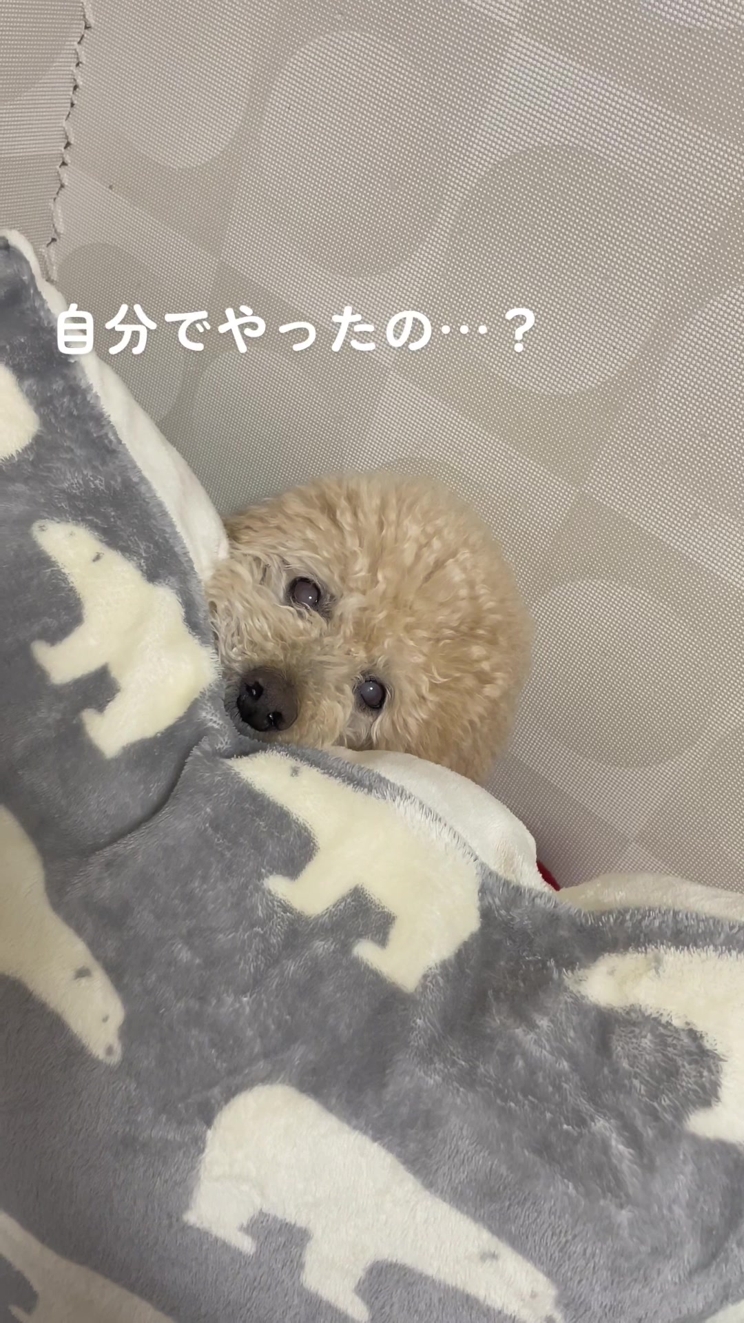 @きなこ