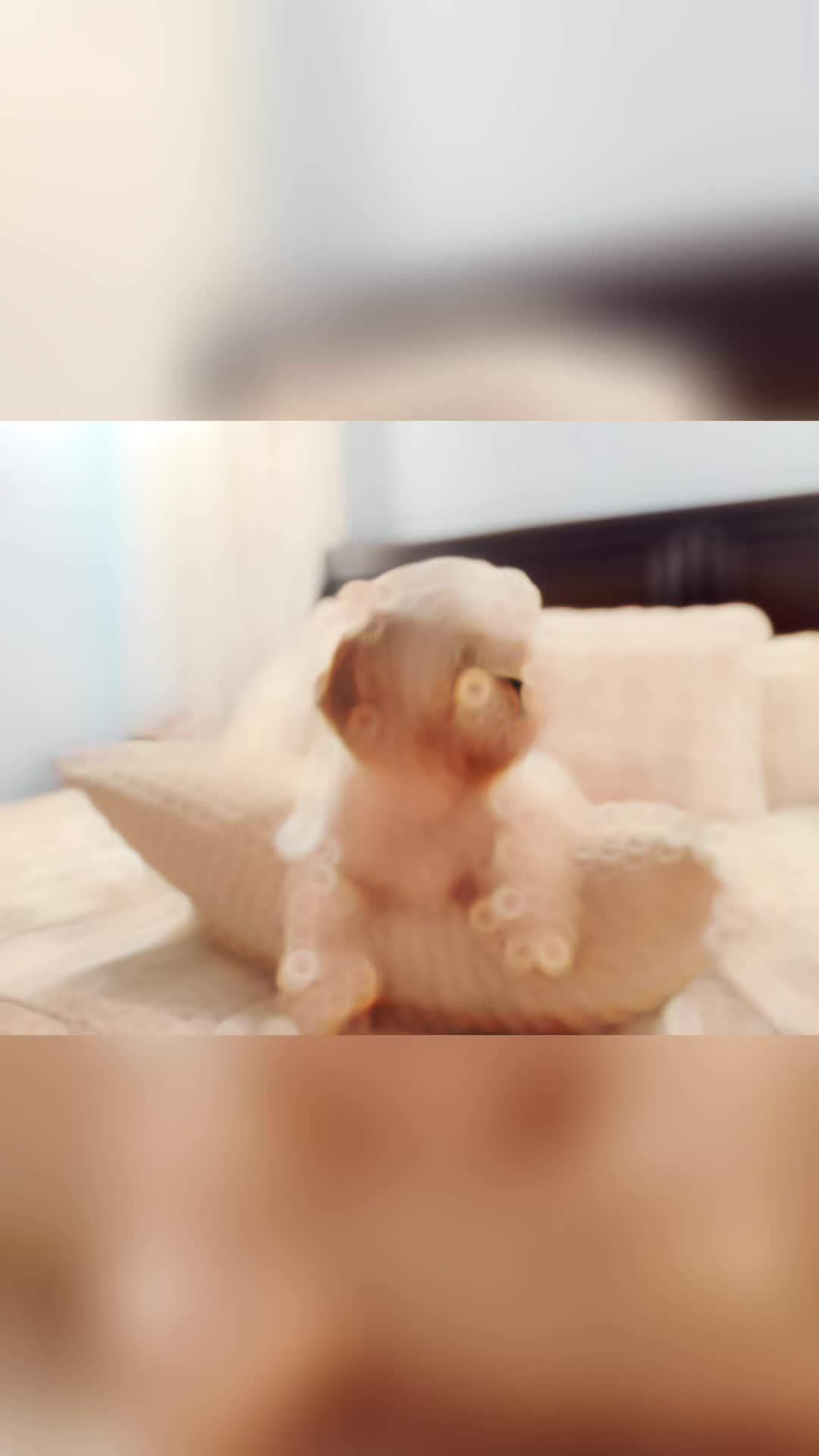 @Crisp&iacute;n_y_mia_shihtzu_puppies.