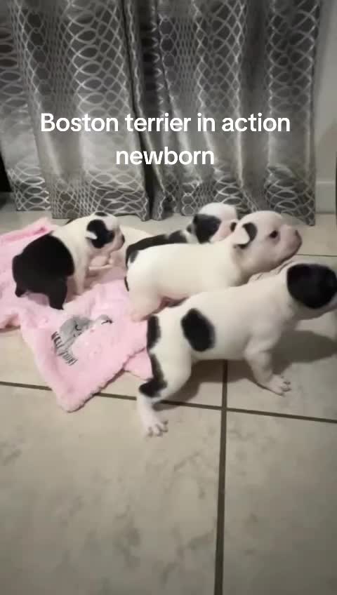 @Boston terrier