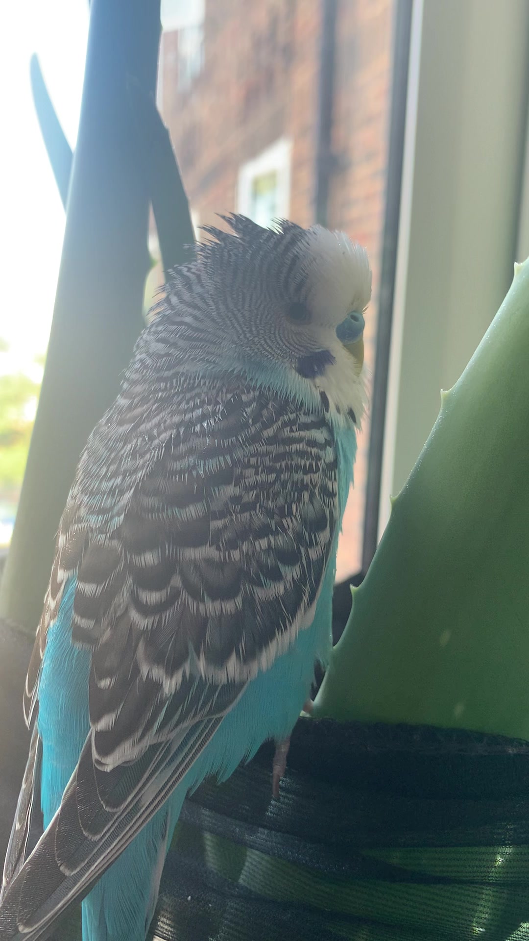 @Blu_the_budgie 🇹🇹