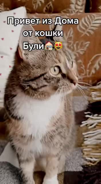 @Антошкин Кот
