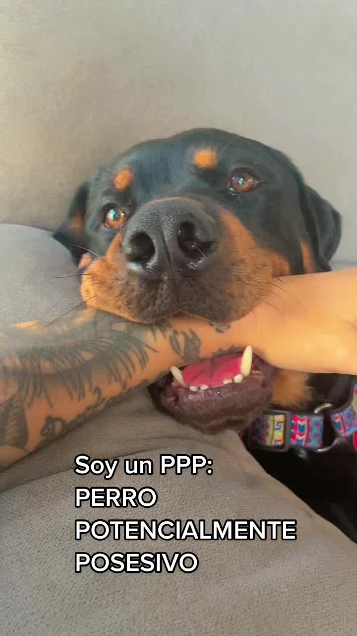 @Anubis y compa&ntilde;&iacute;a