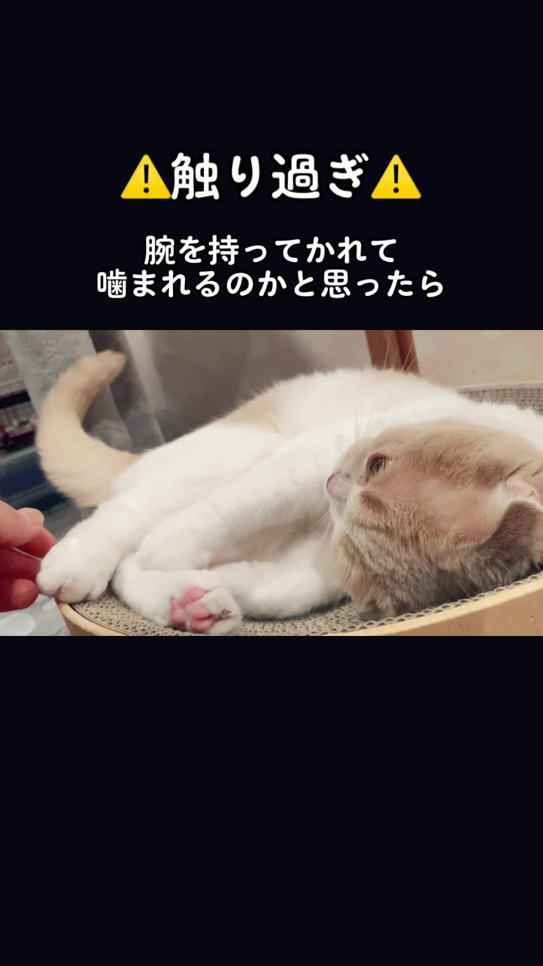 @らるたんと飼い主さん🌈🐾໊