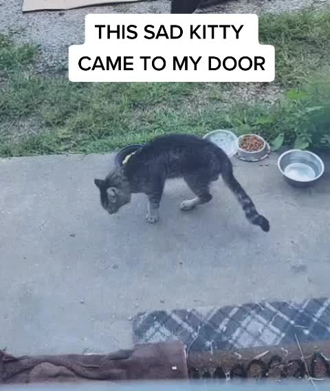 @No More Sad Kitties