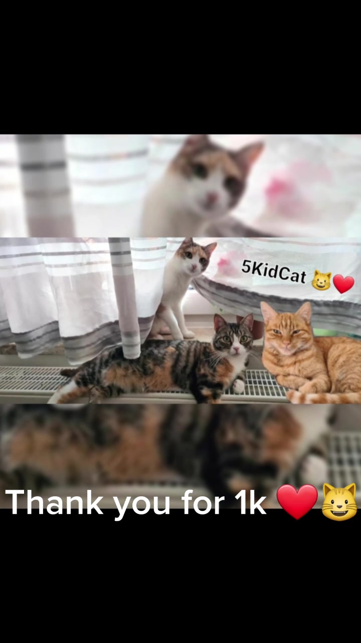 @5KidCat