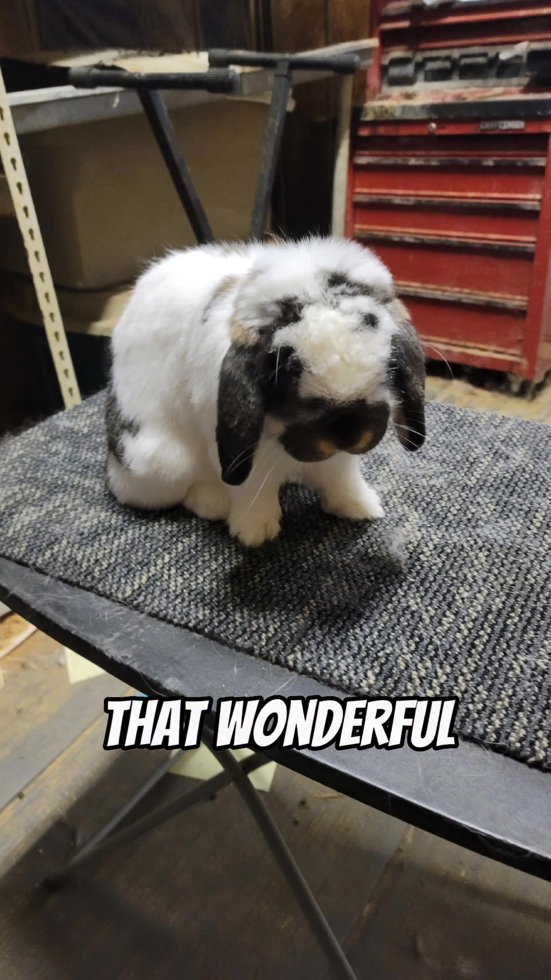 @ToT's Bunny Barn