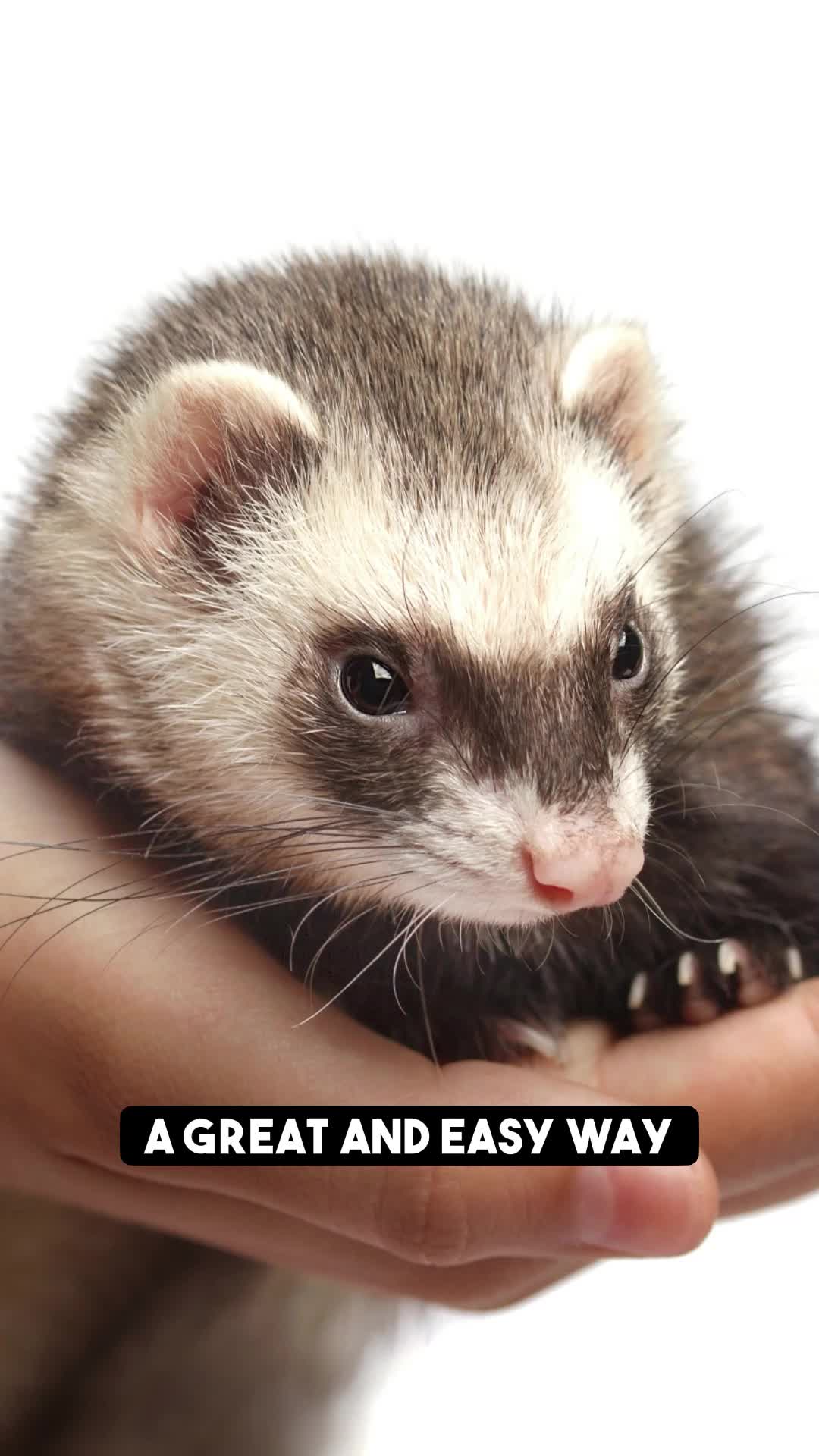 @Mr. Moose the Famous Ferret