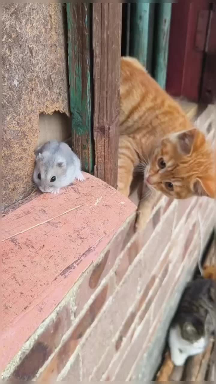 @healing pet