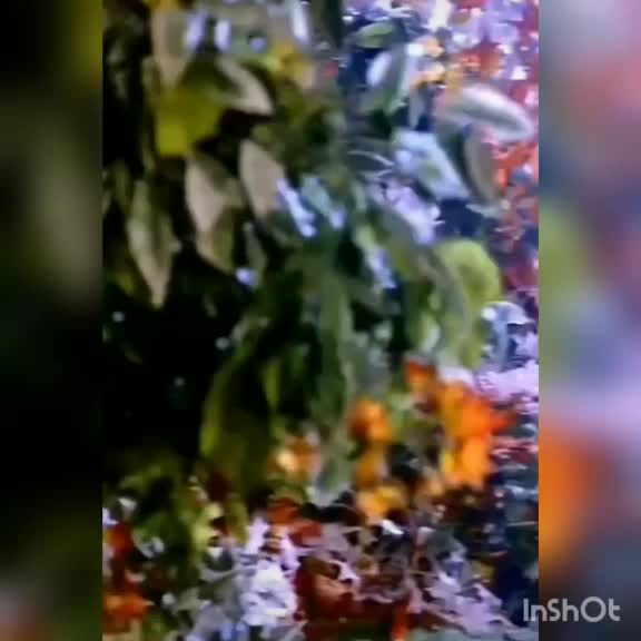 @raikwar Ayush 16517