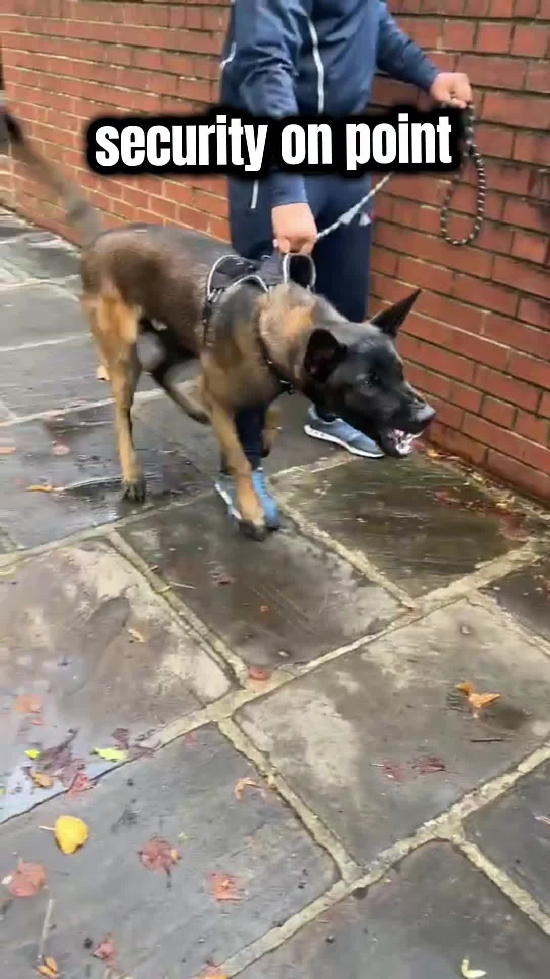 @K9Malinois