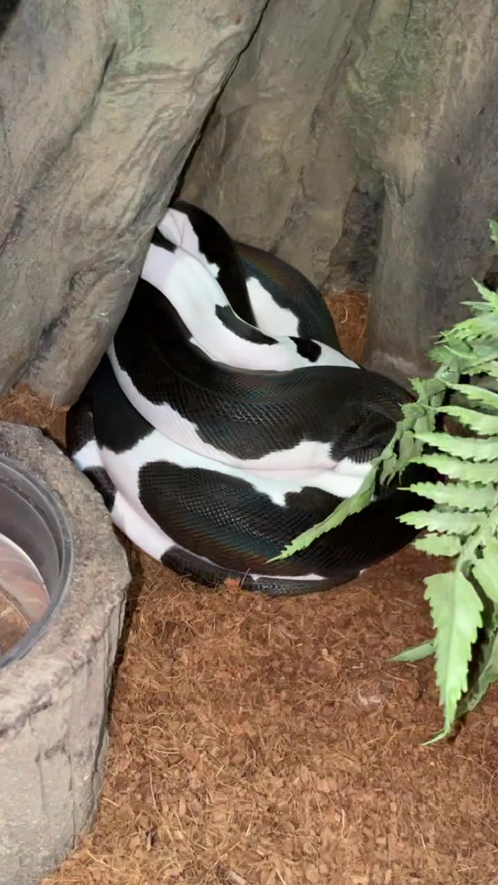 @The Reptarium