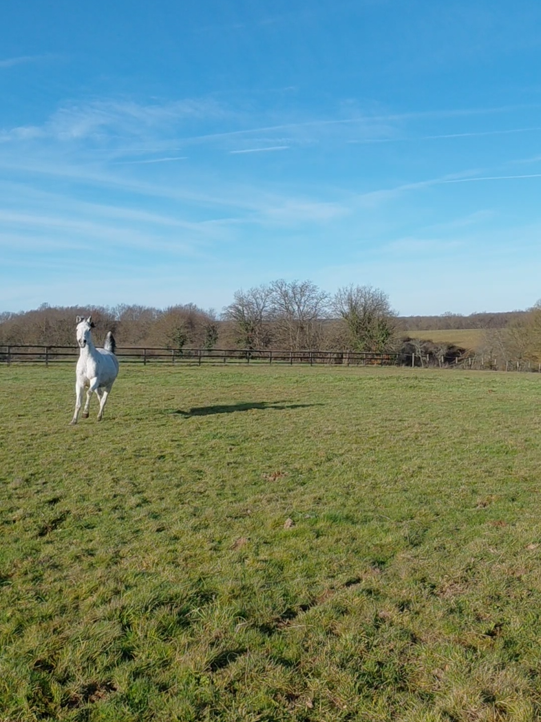@Le Journal D'un Cheval & Cie