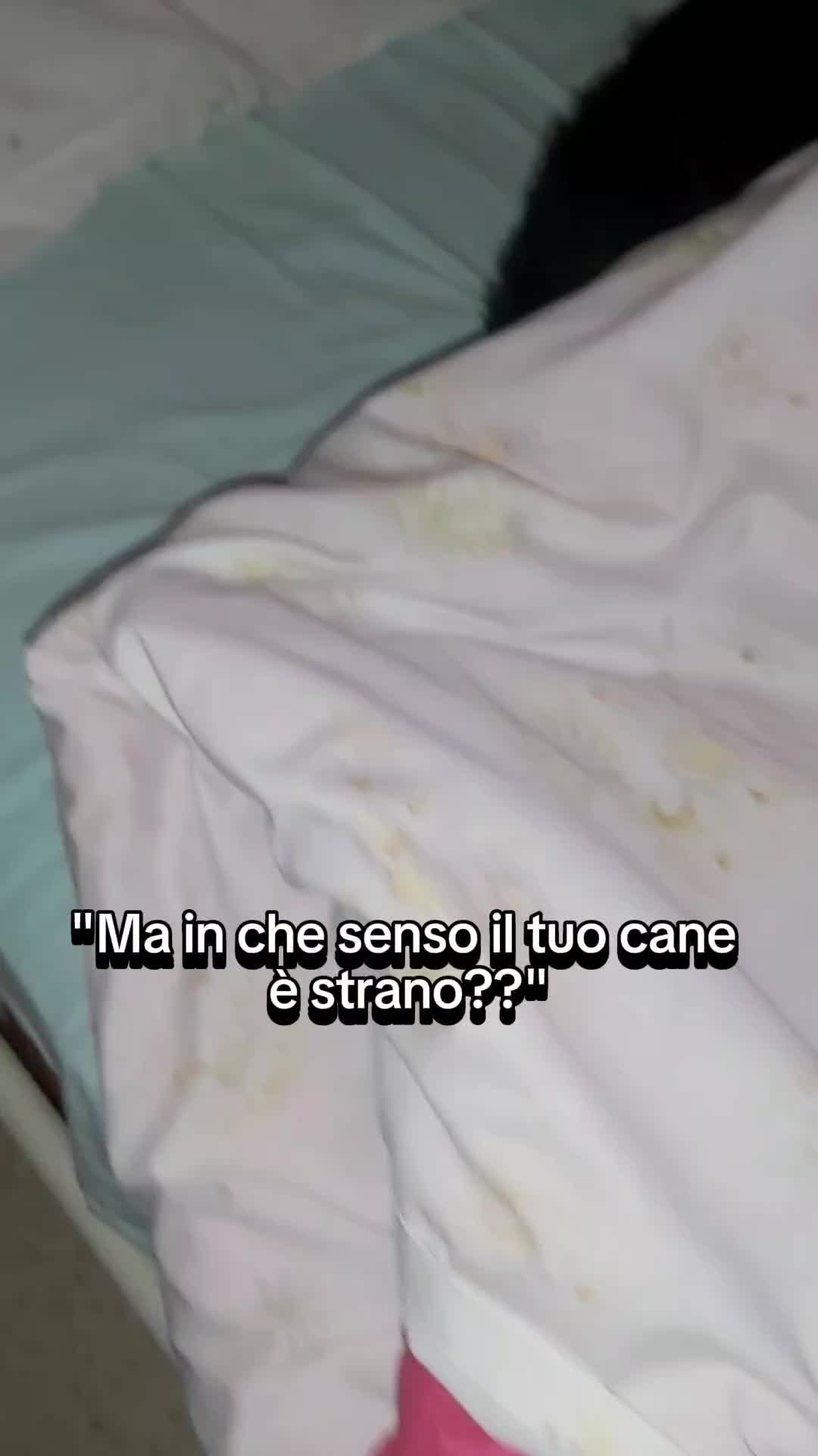 @_Elchiam_
