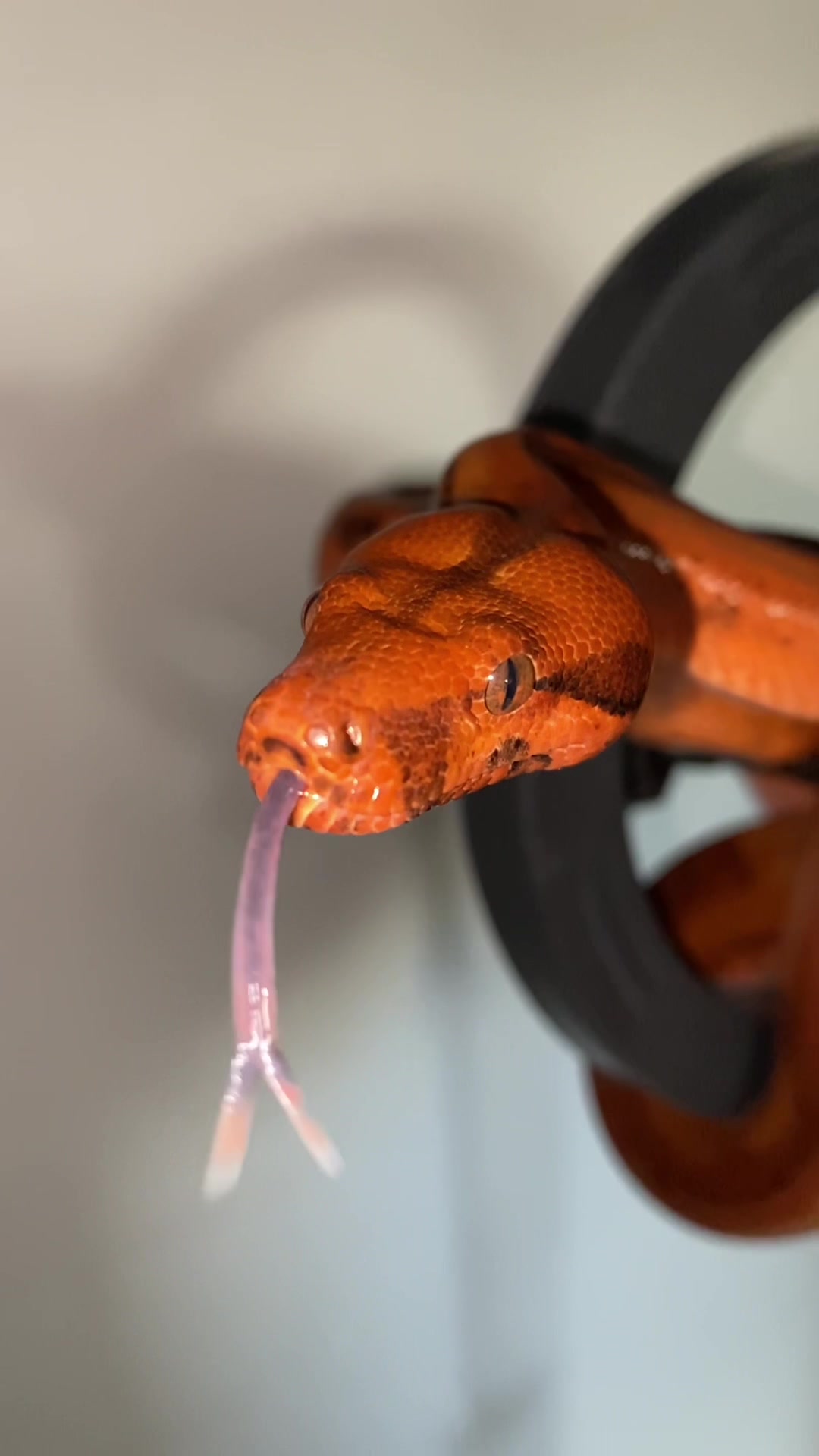 @Snakes_of_Leslie🐍