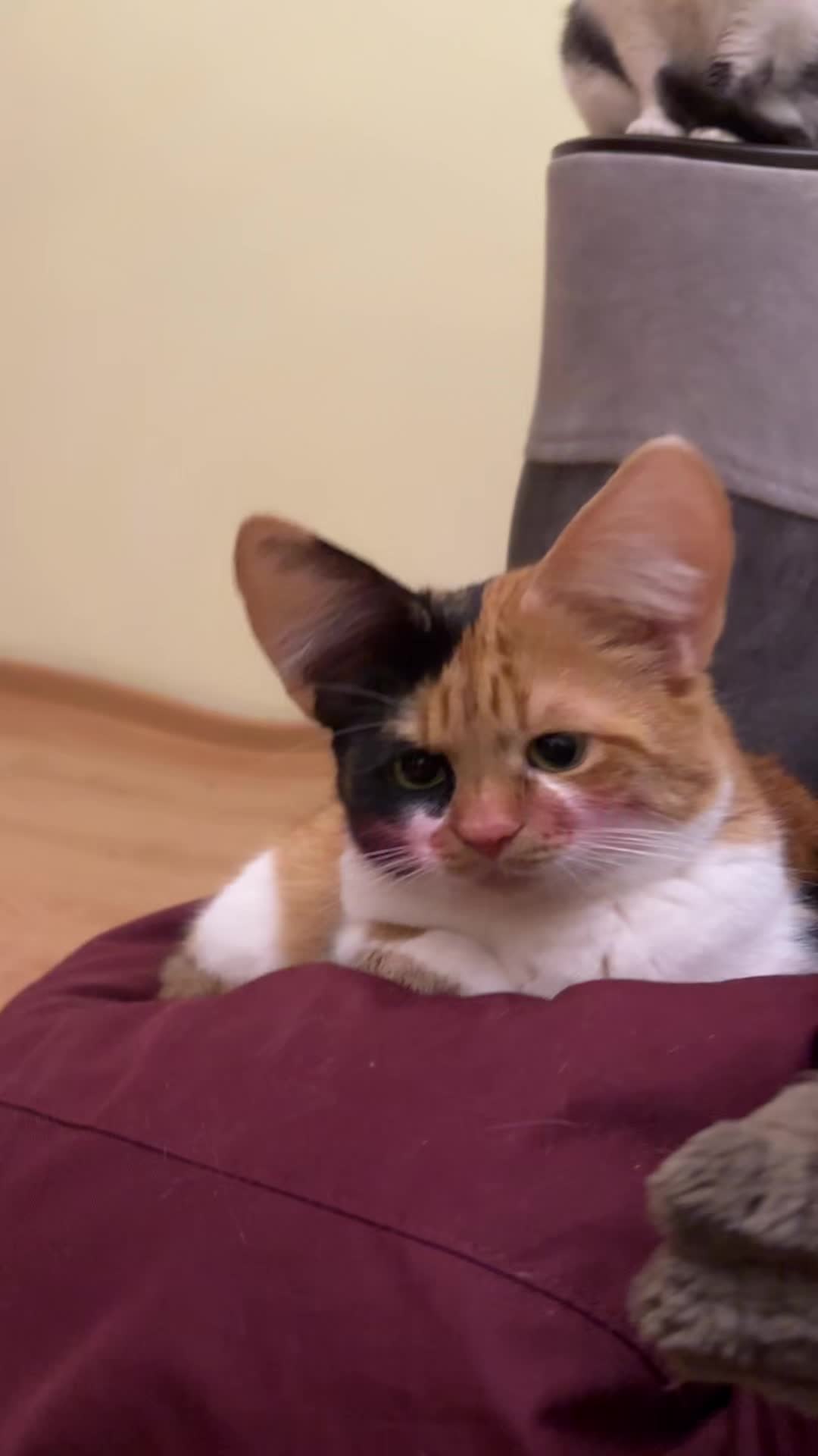 @CaTtoK