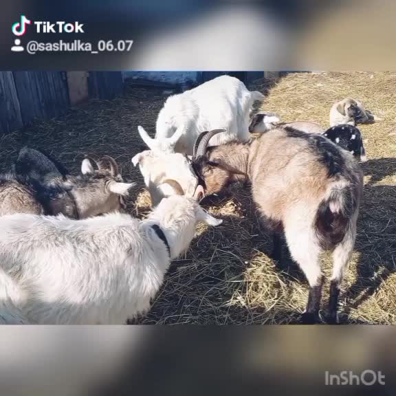 @Сашуля Милашка