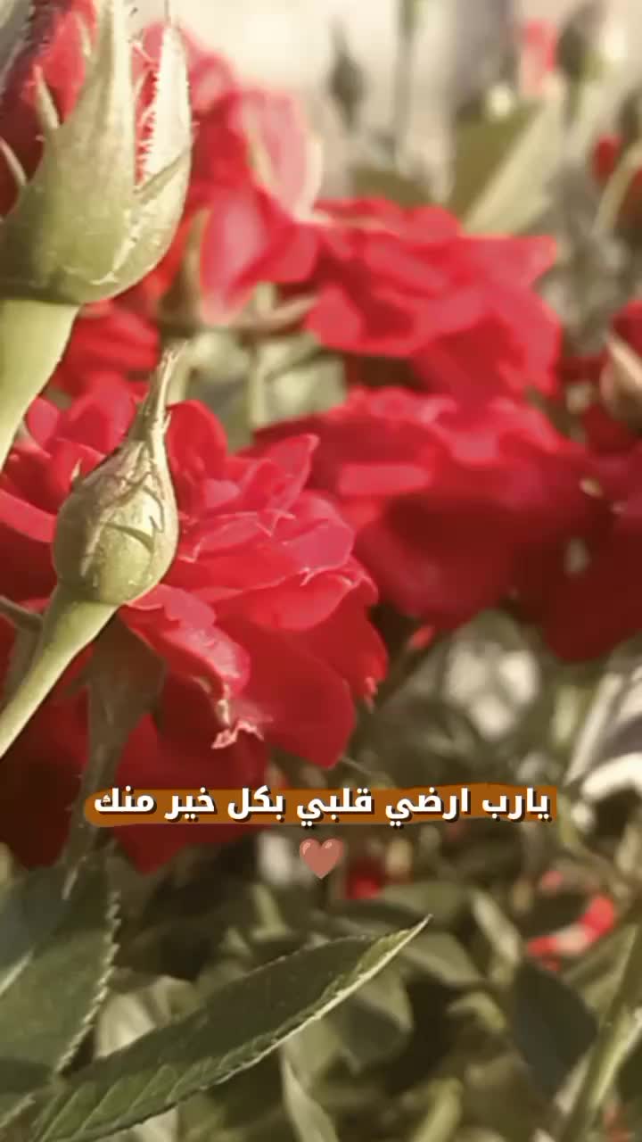 @ﭑيۧݪانٛډړاَ ۦٰ۪ﮧ،❤