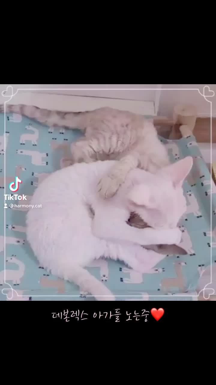 @고양이❤️하모니캣❤️