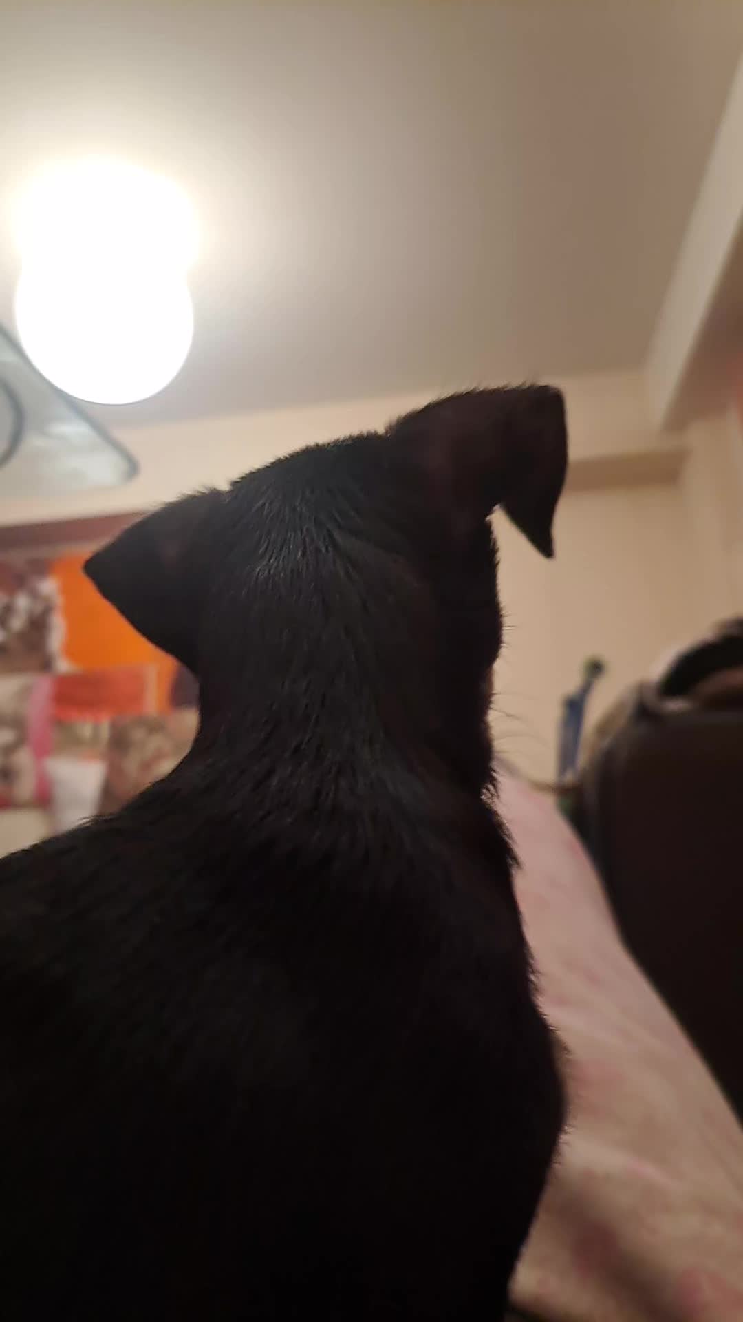 @pepper // pawggersgoth