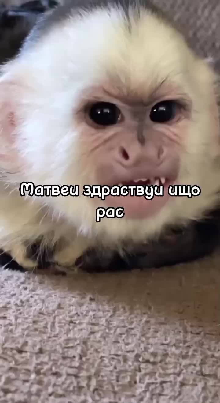 @🍌Киршу Монке🍌