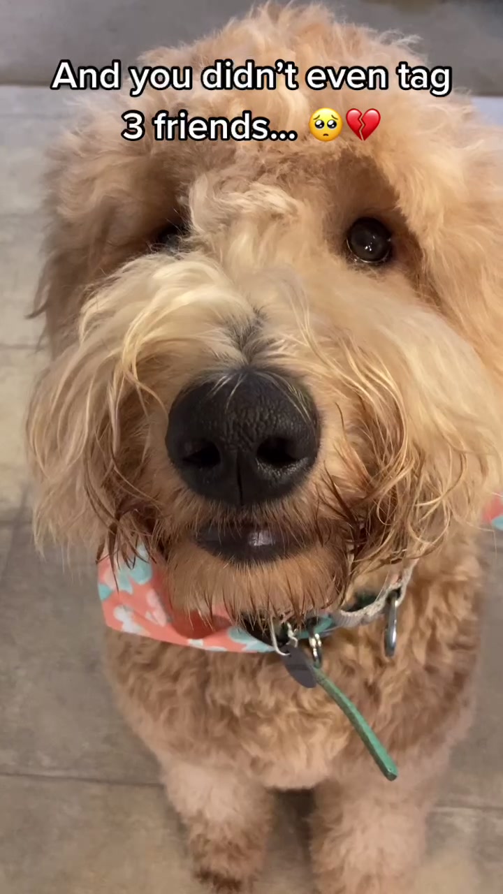 @indie.doodle