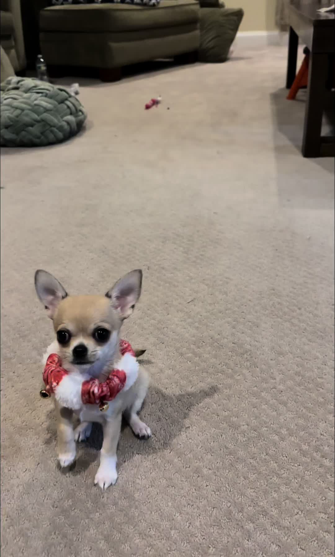 @MimiKyu