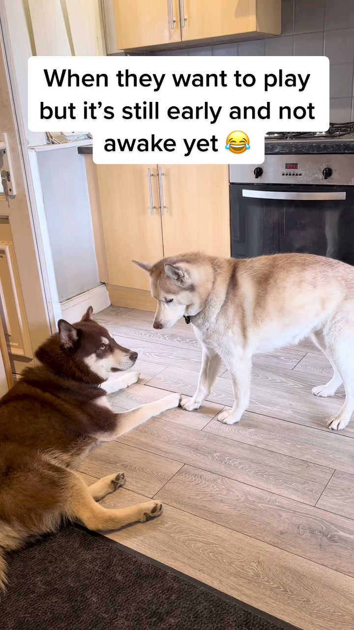 @Poppy the Siberian