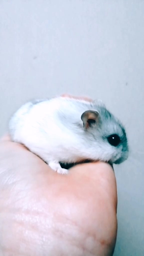 @susi_and_animals🐭🍀💕🎇