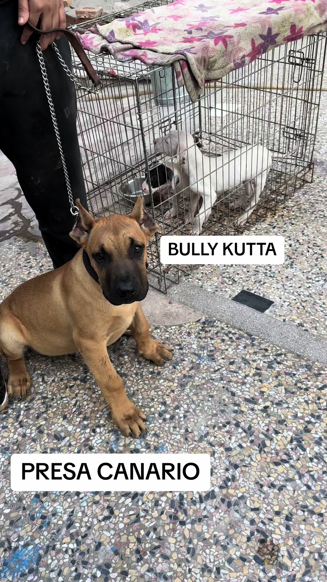 @AJK PRESA CANARIOS🇵🇰🐶
