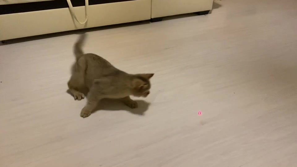 @Simba cat