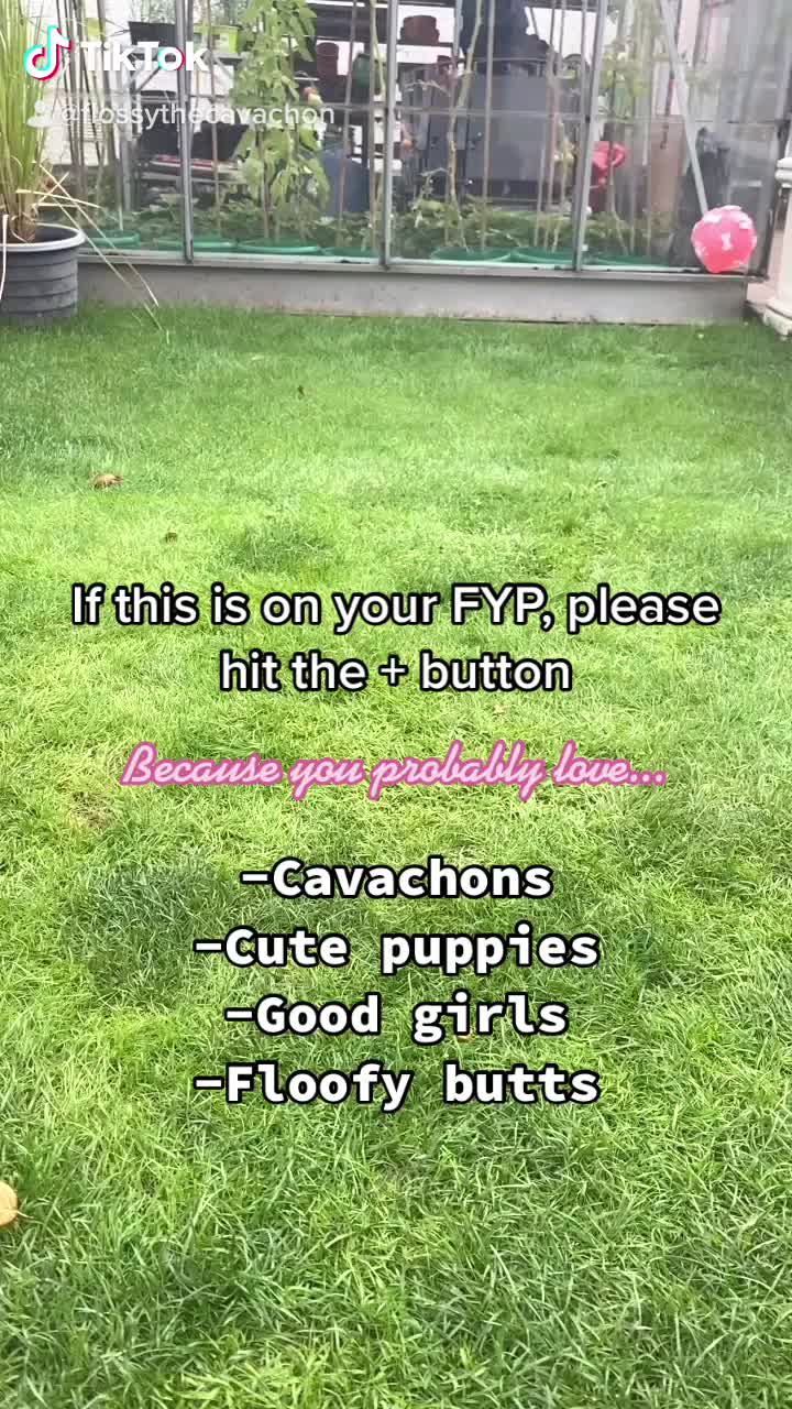 @🐕Fʟᴏssʏ🐕