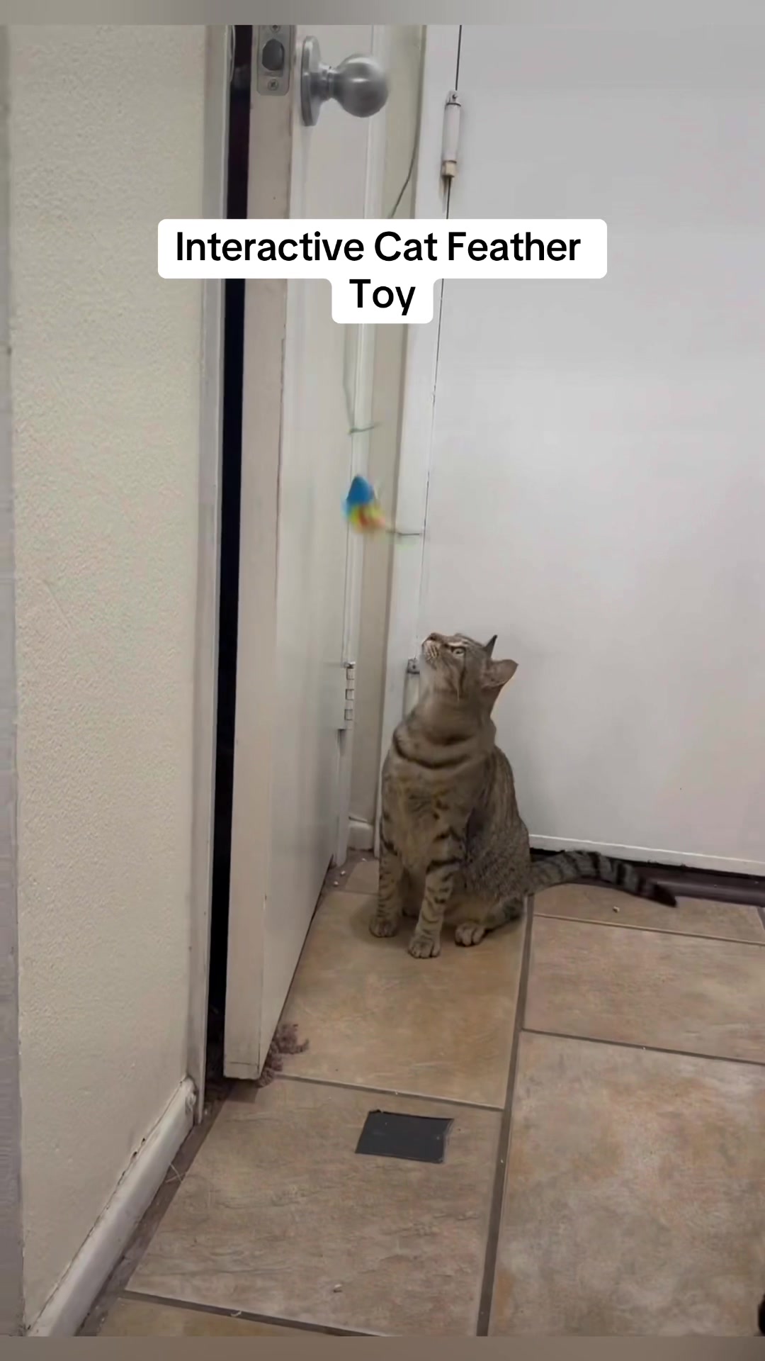 @Tokio Drift The Cat