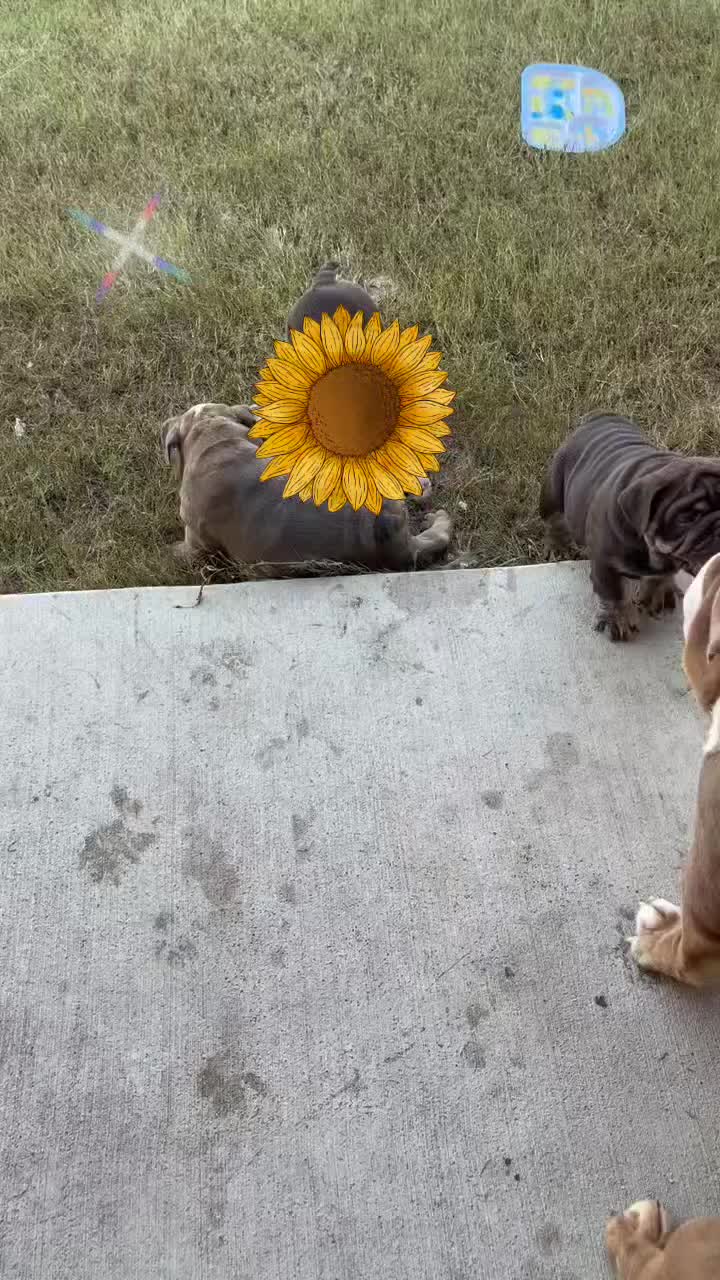 @Wickeddoghandler